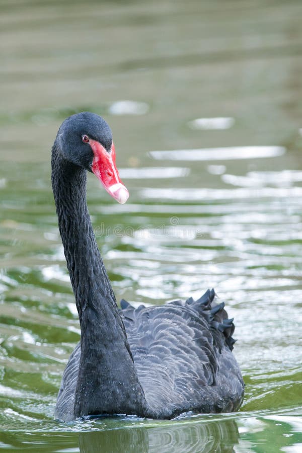 Black Swan