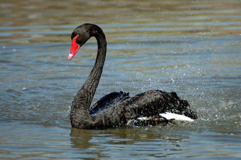 Tilhører Footpad Indføre 33,377 Black Swan Photos - Free & Royalty-Free Stock Photos from Dreamstime