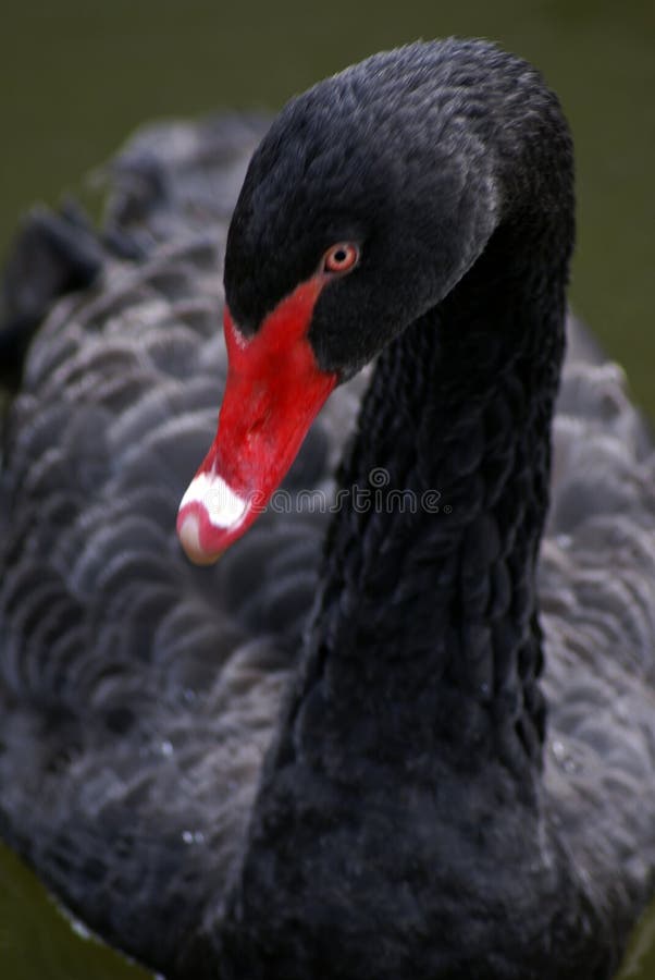 A black swan