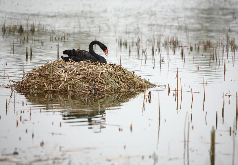 Black swan