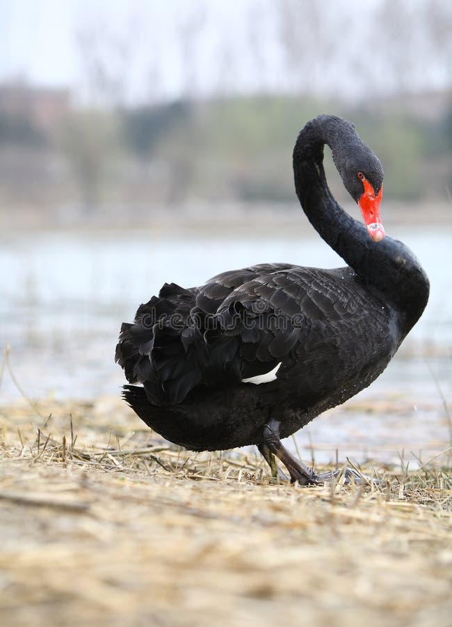 Black swan