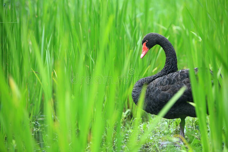 Black swan