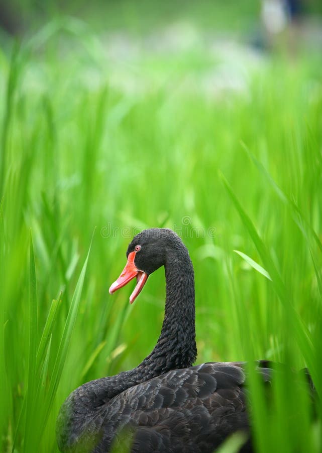 Black swan