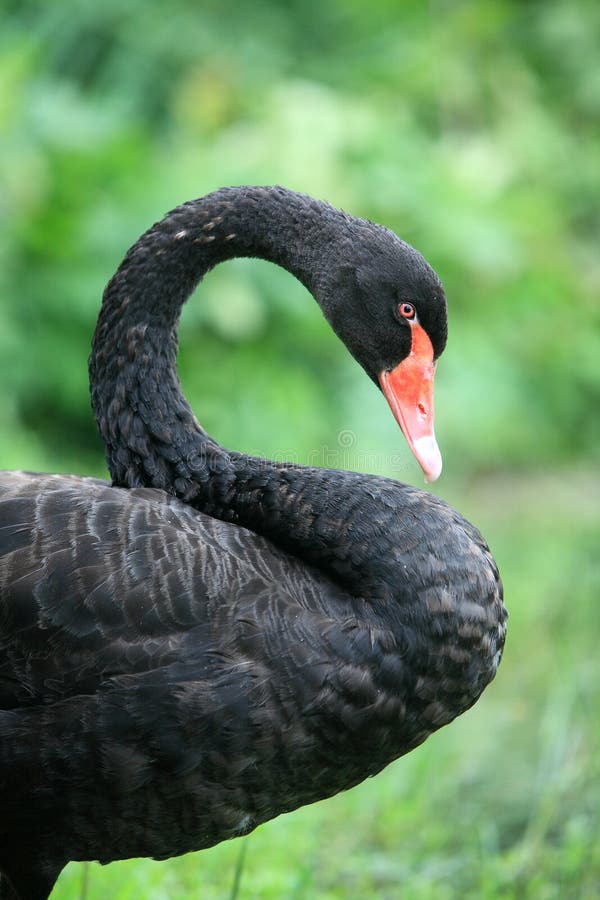 Black swan