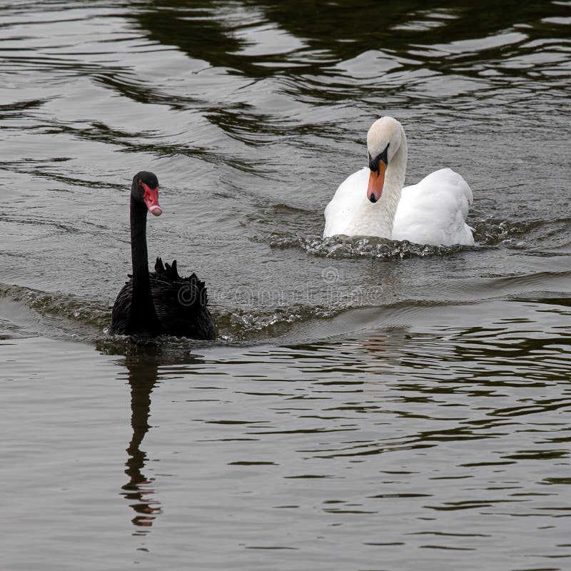 Black swan chased by white swan