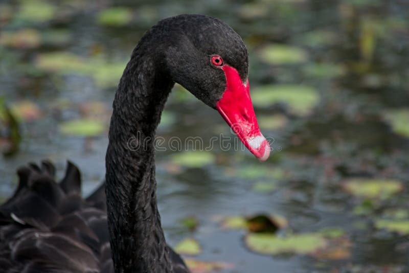 Black swan cygnus atraus close up focus on head