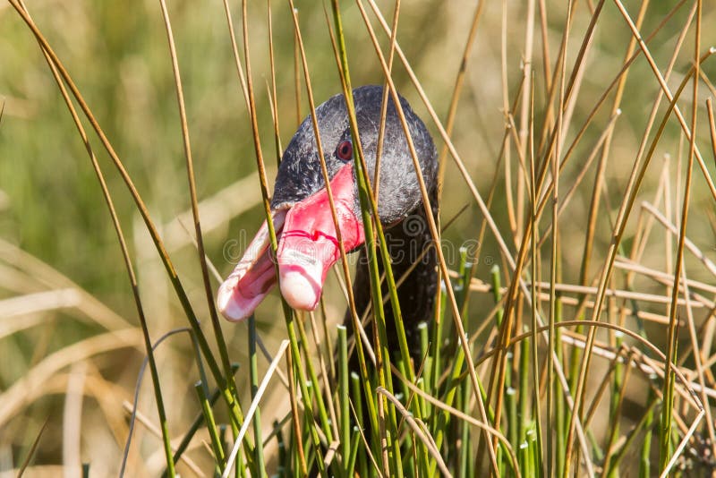 Black swan is eating grass