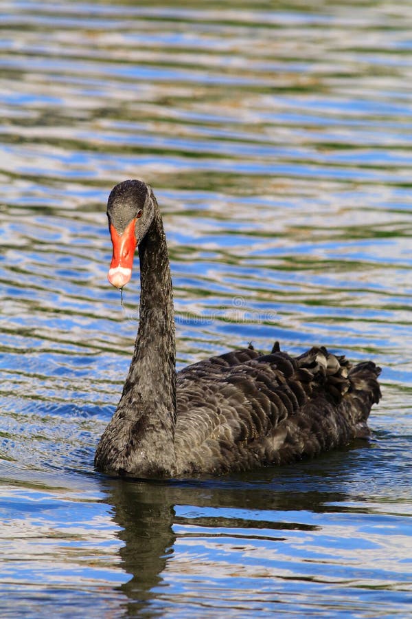 black-swan-furman-university-home-to-white-swans-as-well-as-many-different-species-birds-ranging-swans-to-double-94277581.jpg