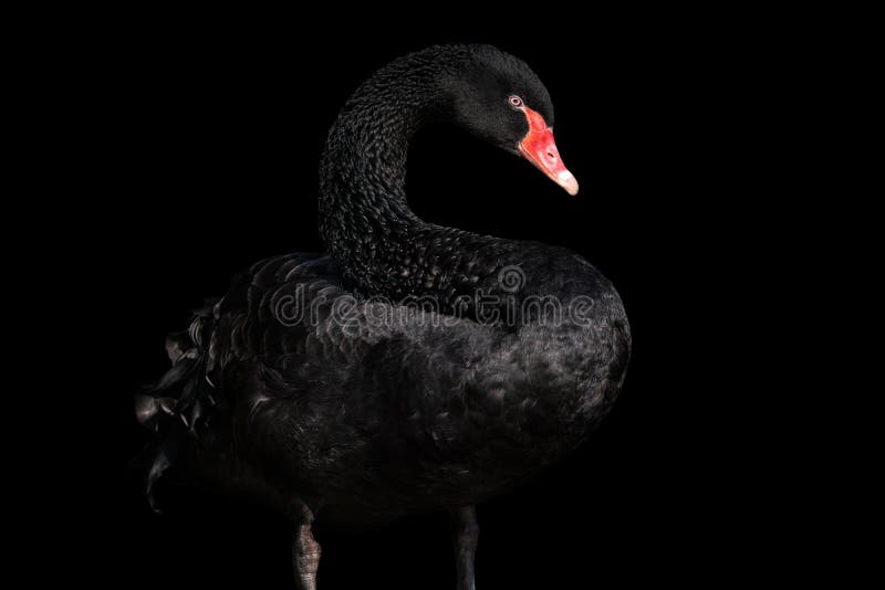 Black Swan Isolated on Black Background Cygnus Atratus. Beautiful West  Australian Black Swan Stock Photo - Image of isolated, feather: 225889122