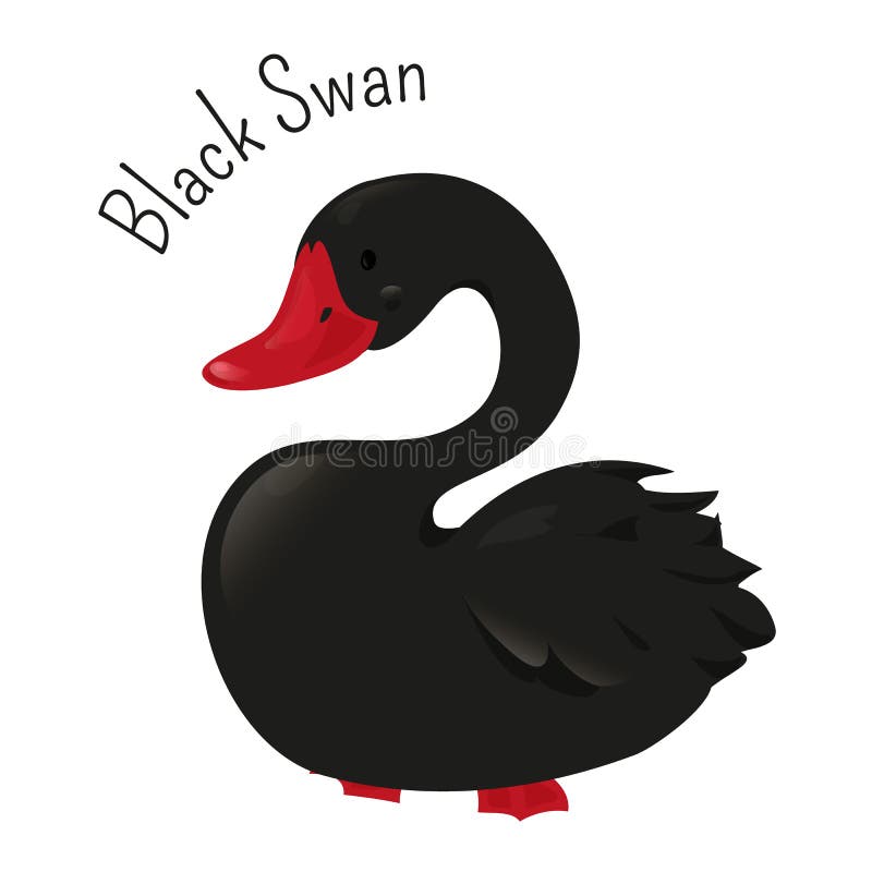 Black Swan Isolated on White. Large Waterbird Stock Vector - Illustration  of character, abstract: 73870345