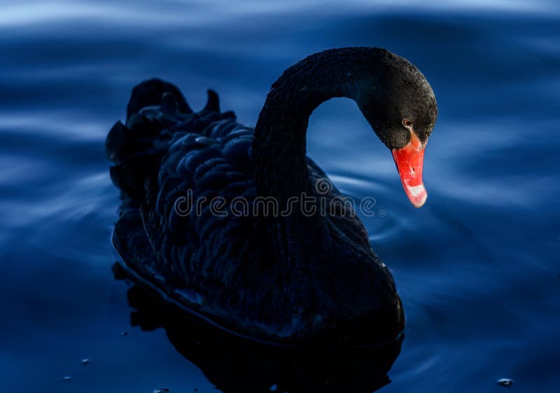 A black swan