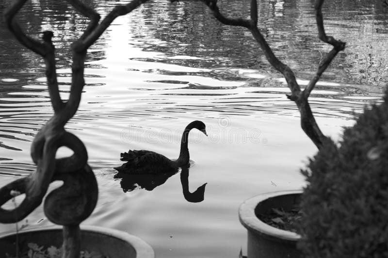 Black swan reflected in the lake - Black and white photography