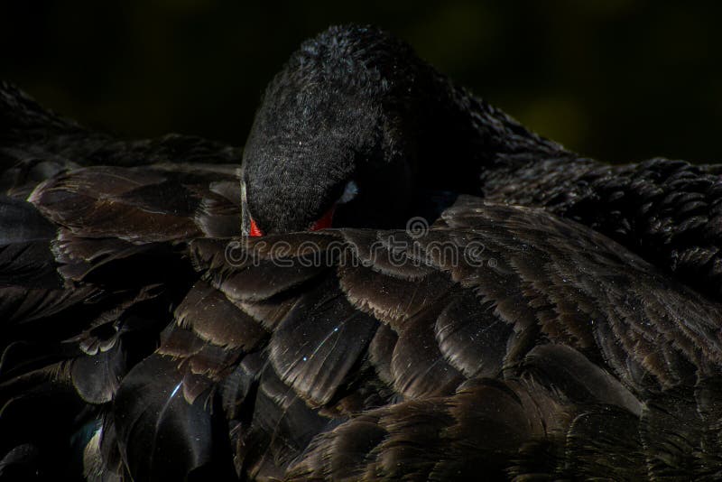 Black swan stock images