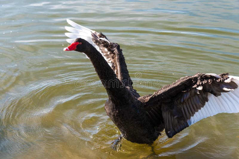 Black swan stretching wings