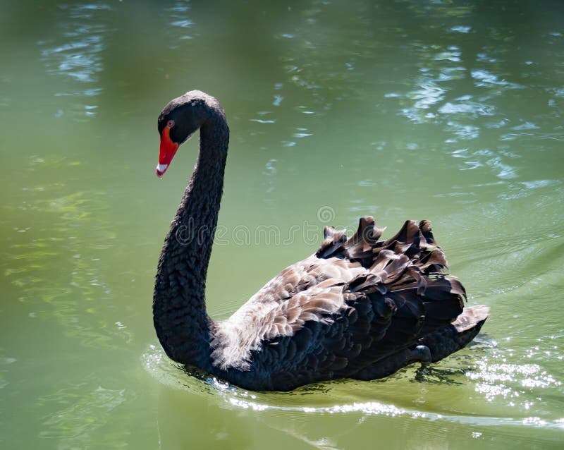 Black swan swimming on the water in autumn royalty free stock photography Black swan swimming on the water in autumn royalty free stock photography