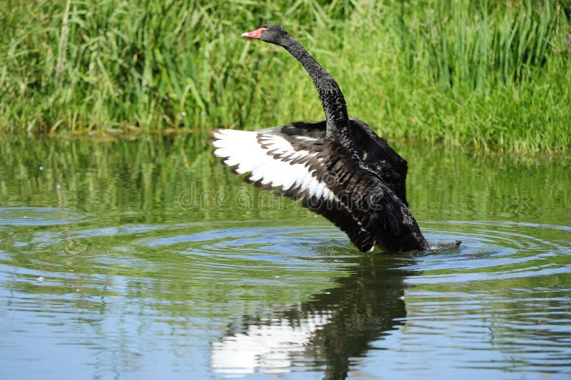 The black swan wings stock photo. Image of decorative - 21257630