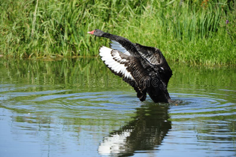 The black swan wings stock image. Image of pattern, swan - 21257653