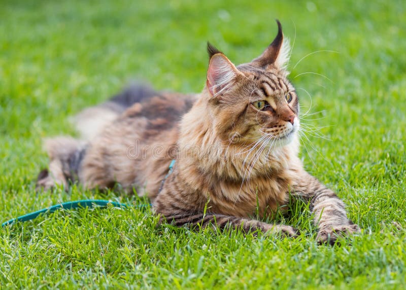 Maine Coon cat in park stock photo. Image of mammal 110908178