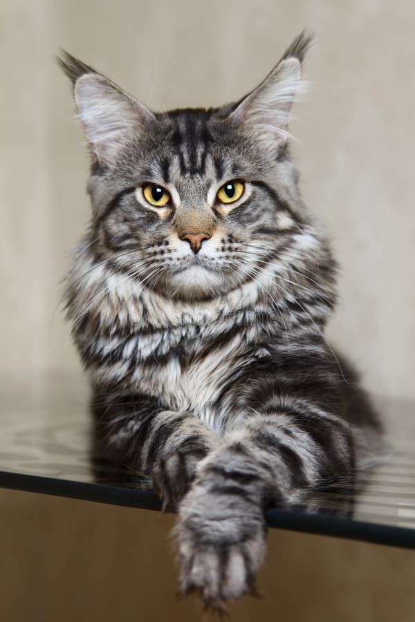 Nut x Spot kitties (OPEN) Black-tabby-maine-coon-cat-yellow-eyes-big-lynx-posing-glass-table-54567574