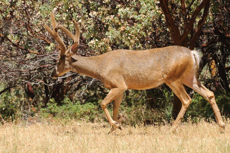Black-tailed buck stock image