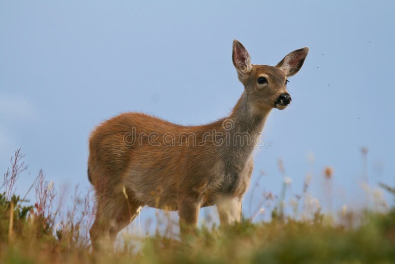 Black-tailed Deer