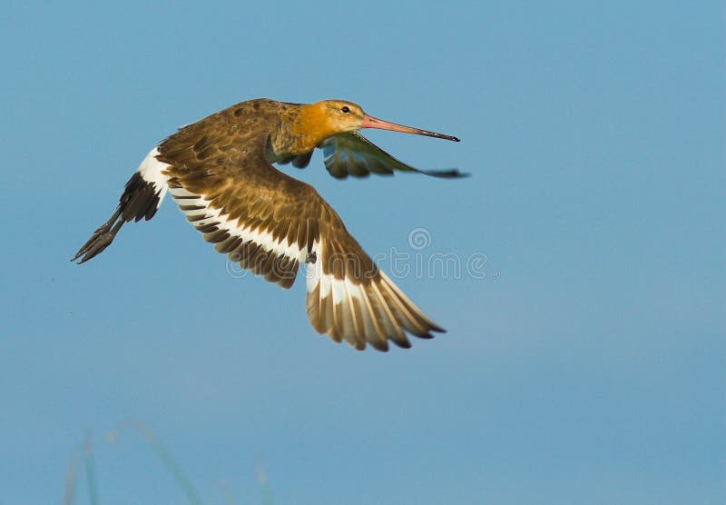 Black Tailed Godwit