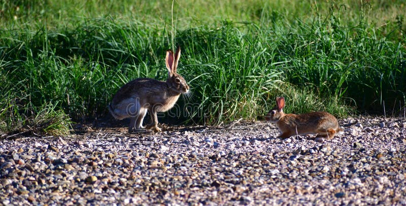 Black-tailed Jackrabbit hare - Lepus californicus