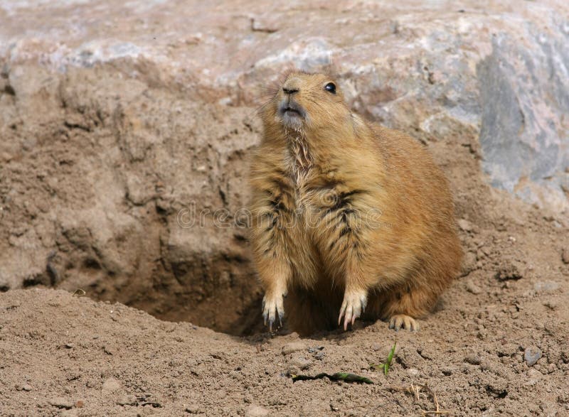 Black-tailed Prairie Dog