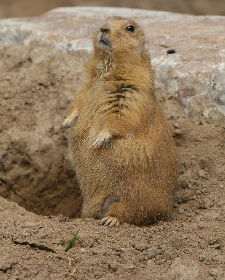 Black-tailed Prairie Dog