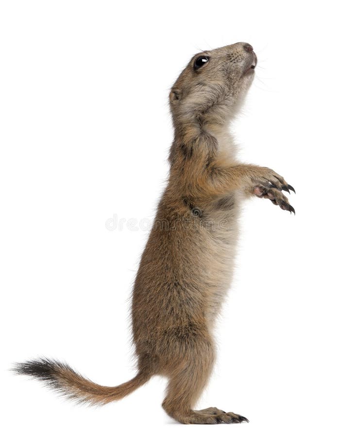 Black-tailed prairie dog, Cynomys ludovicianus