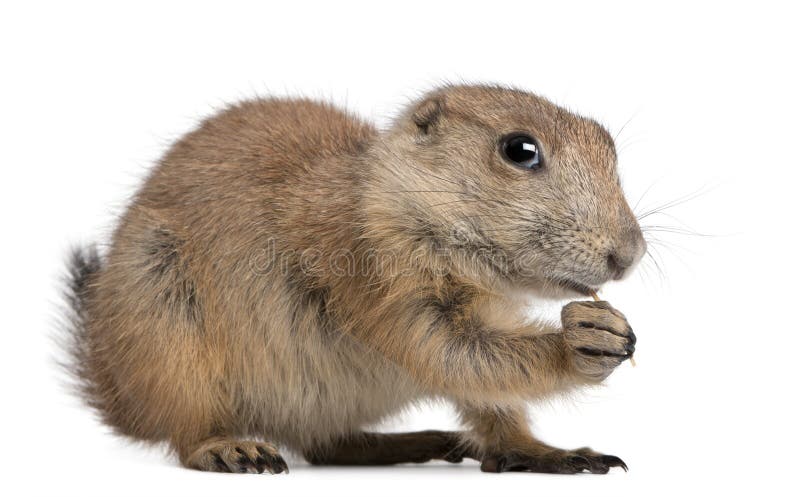 Black-tailed prairie dog, Cynomys ludovicianus