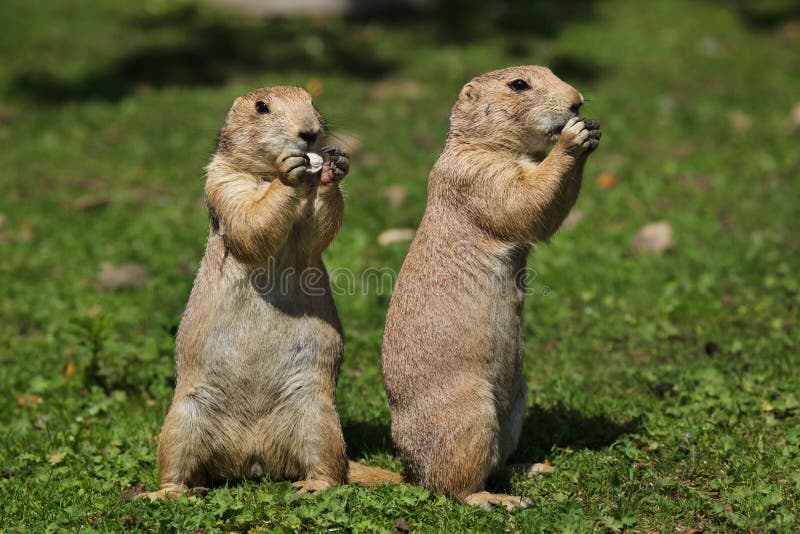 Black-tailed prairie dog Cynomys ludovicianus stock photo Black-tailed prairie dog Cynomys ludovicianus stock photo