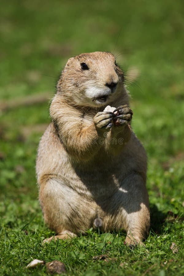 Black-tailed prairie dog Cynomys ludovicianus