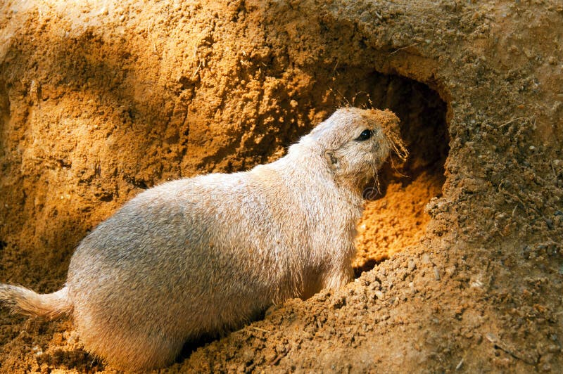 Blacktailed prairie dog stock image. Image of steppe 45645145