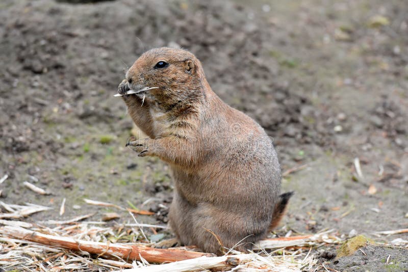 what do you feed a prairie dog