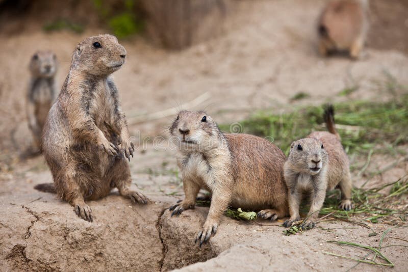 Black-tailed prairie dog