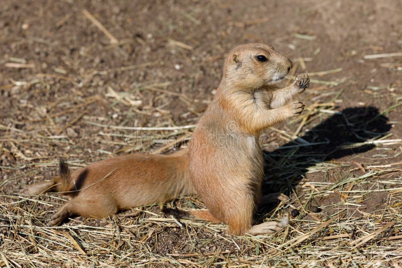 Black-tailed prairie dogs Cynomys ludovicianus stock images Black-tailed prairie dogs Cynomys ludovicianus stock images