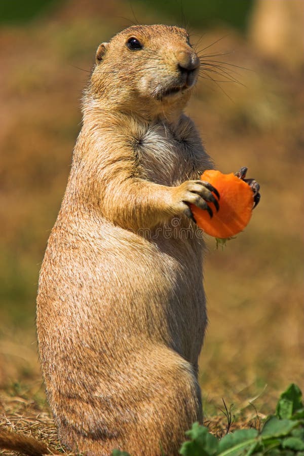 Black tailed prairie dog