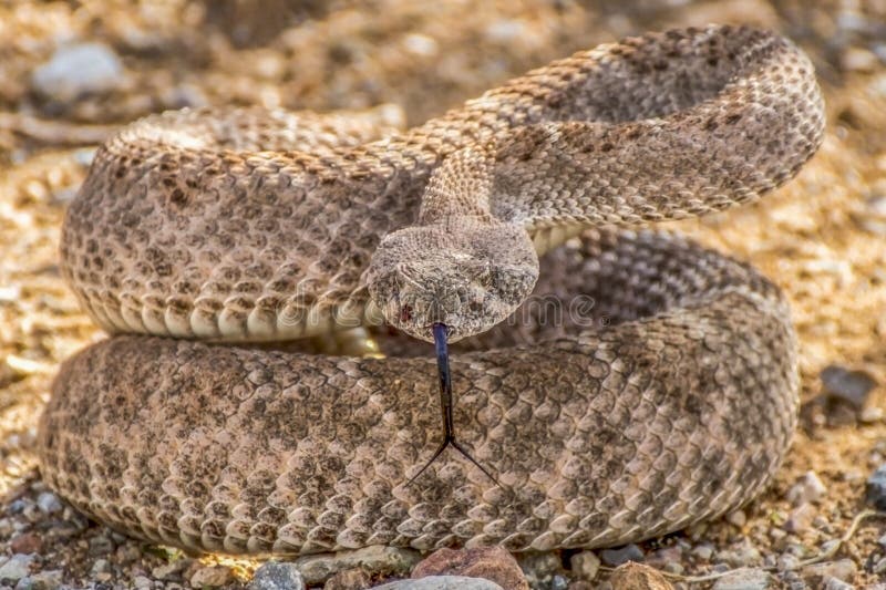 rattlesnake strike pose