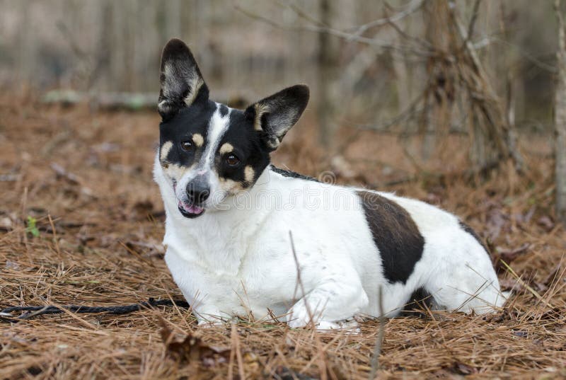 Download Jack Russell Terrier Cattledog Mixed Breed Dog Laying In Pine Needle Forest Stock Photo - Image of cattledog, companion: 110876086