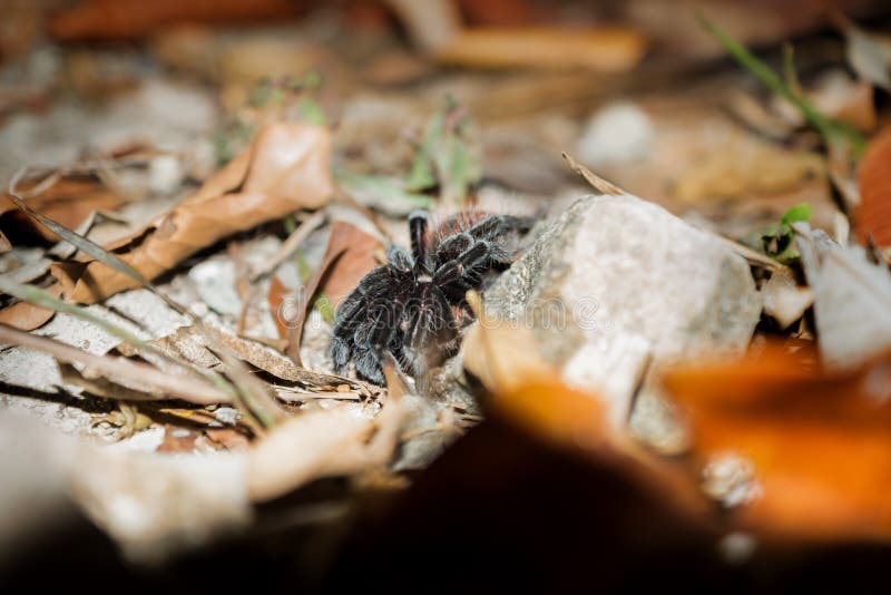 Black tarantula at night between stones and leafs, Peten, Guatemala stock photo Black tarantula at night between stones and leafs, Peten, Guatemala stock photo