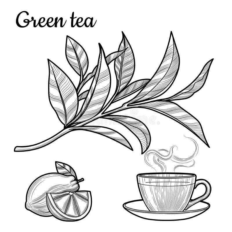 Black tea. A Cup of tea, a hot drink. A branch with leaves. Croissant.