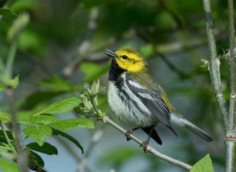 Black Throated Green Warbler sings a pretty song