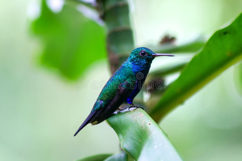 Black-throated Mango Anthracothothorax nigricollis, standing on a leaf over a green background, Panama royalty free stock photos Black-throated Mango Anthracothothorax nigricollis, standing on a leaf over a green background, Panama royalty free stock photos