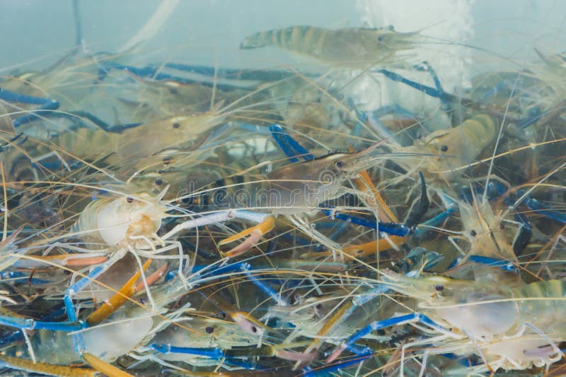 Black Tiger shrimp fed in tank