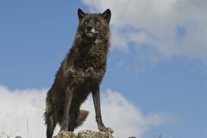 Nero Lupo sul pettine contro cielo blu,.