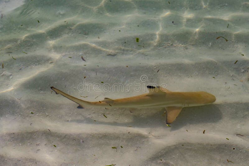 Black Tip Baby Shark In Crystal Clear Waters Stock Image Image Of Danger Shark