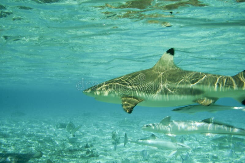 Black Tipped Reef Sharks