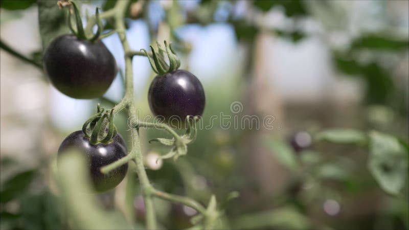 Black Tomatoes Grow In A Greenhouse. Black Tomato Ripening On A Vine In A Greenhouse
