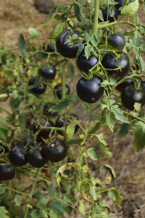 Black Tomatoes Ripen in the Sun on the Farm`s Land Stock Image Image